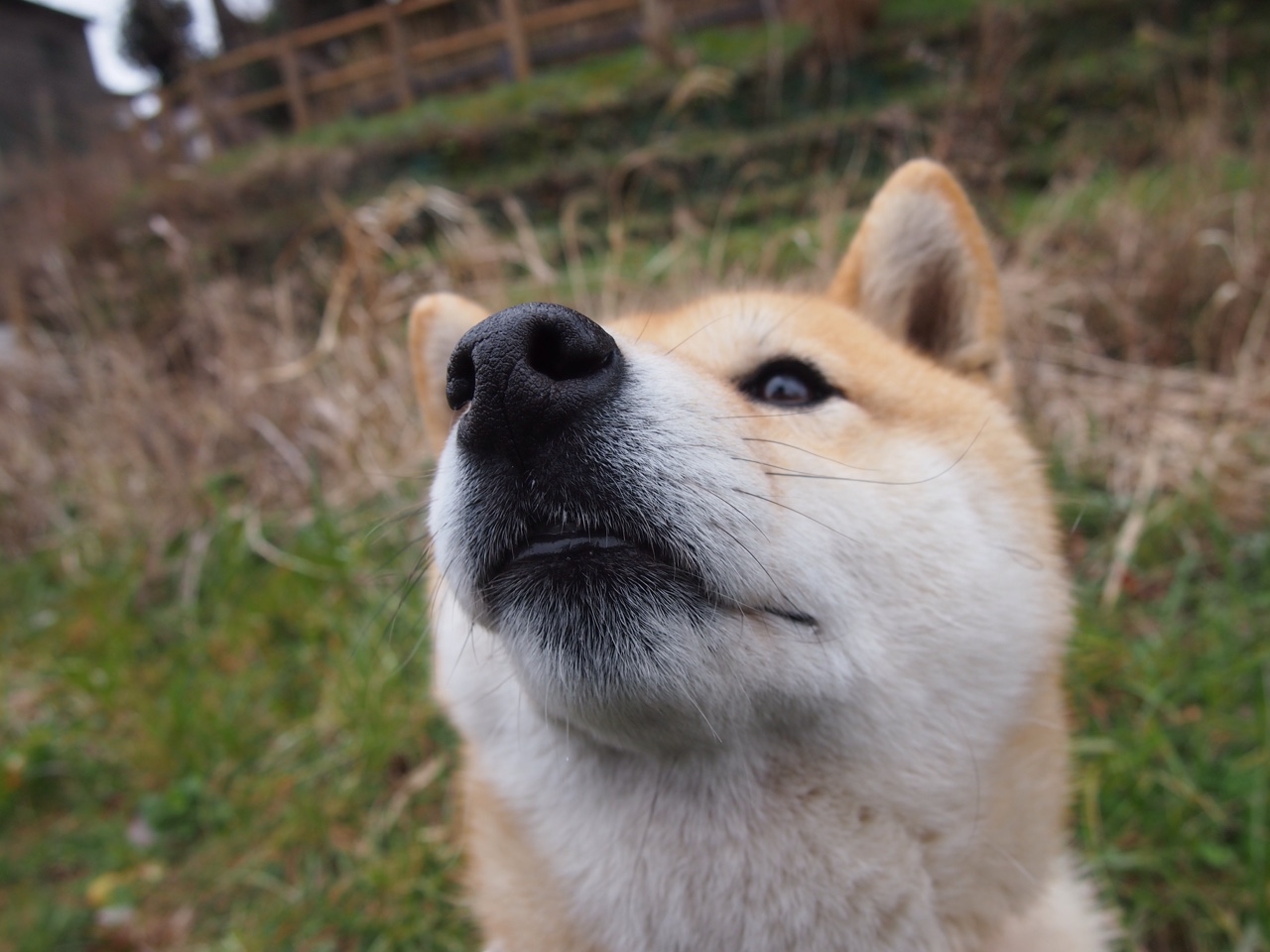 东方的利刃与北境的指挥官，足球新秩序的破晓时刻
