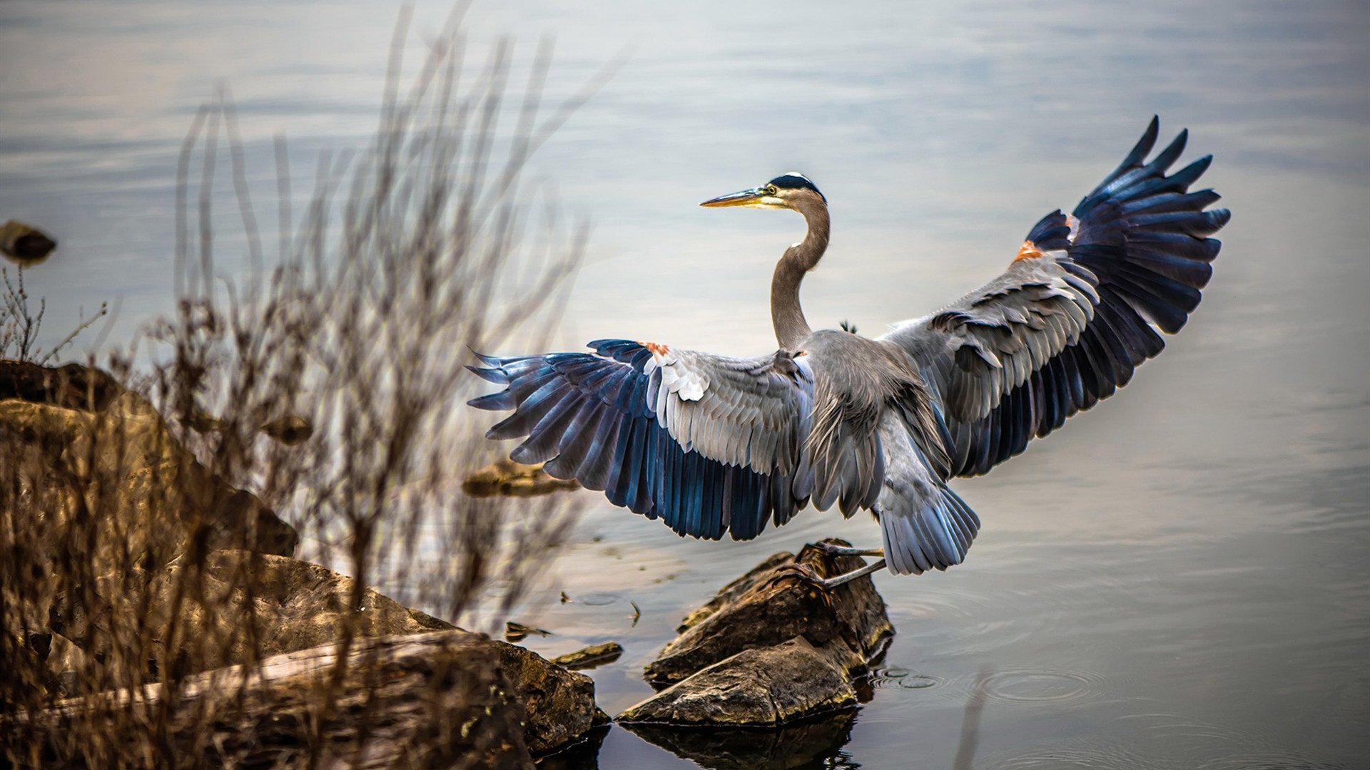 国王鏖战猛龙，拉文于无声处听惊雷