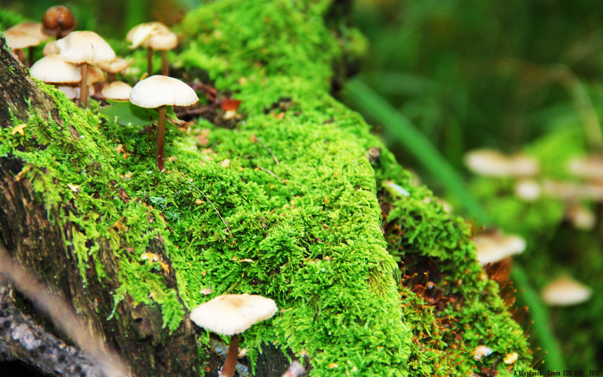 一战封神！斯通斯抢七夜三分制胜，铸就传奇