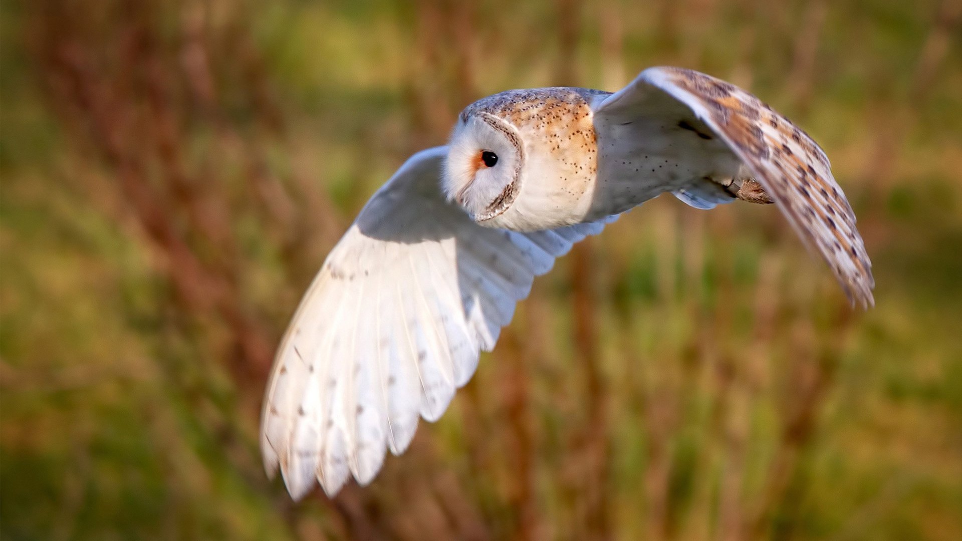 剑破苍穹!弗拉霍维奇东决关键战一球定江山