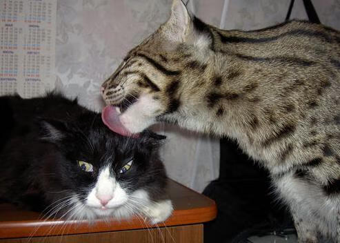 开云体育app-加克波狂暴演绎防线噩梦，奥地利友谊赛力克勒沃库森