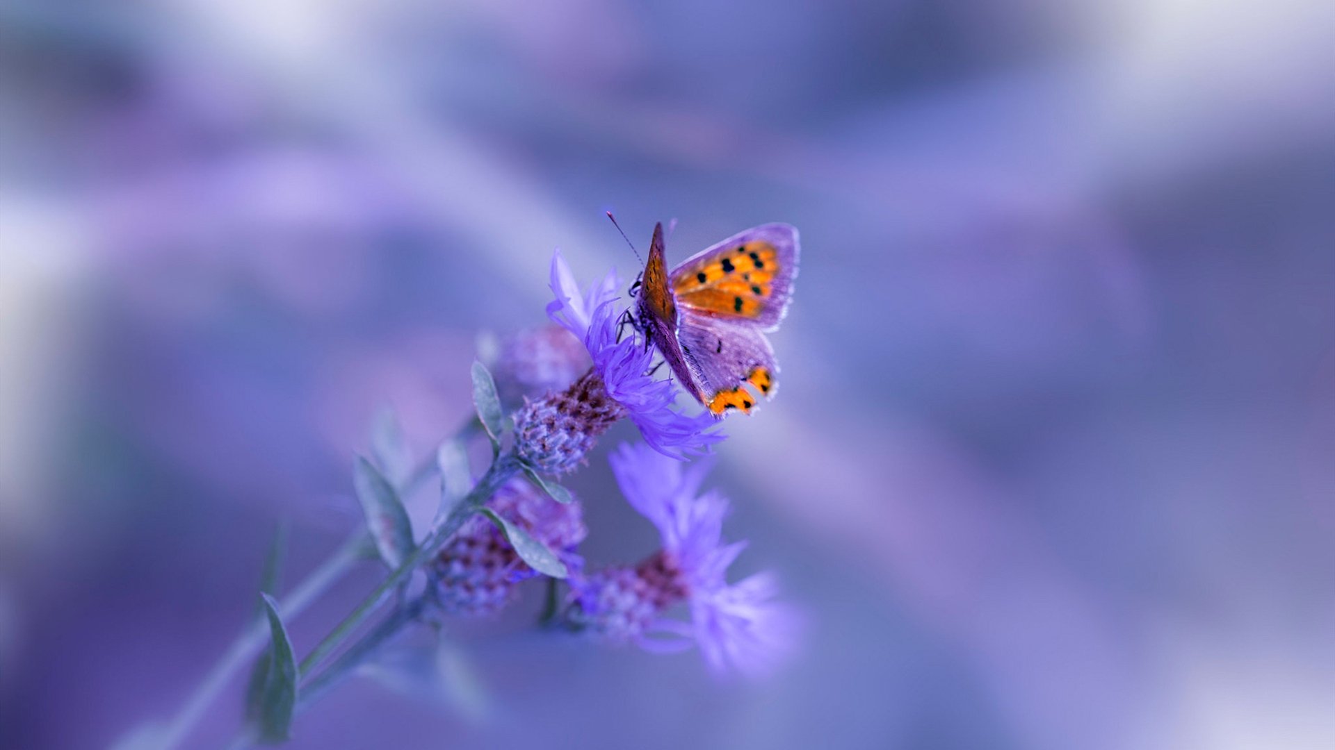 黄喜灿天外飞仙定乾坤，克罗地亚铁卫致命一击，切尔西梦碎末节！