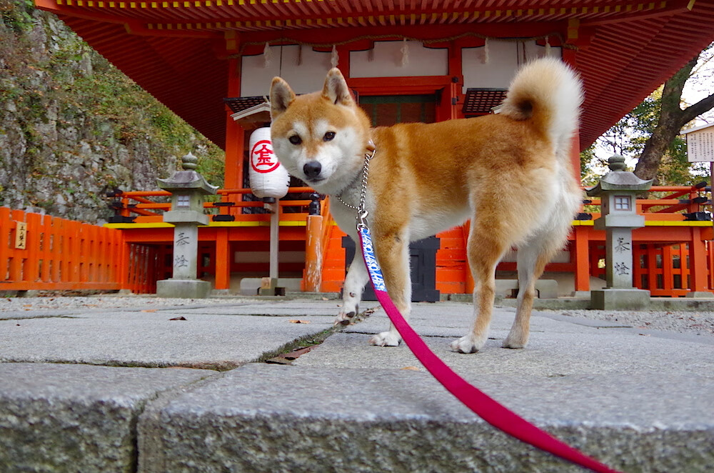 东契奇单骑破局，当东方雄狮遇见孟菲斯灰熊的虚拟跨界大战