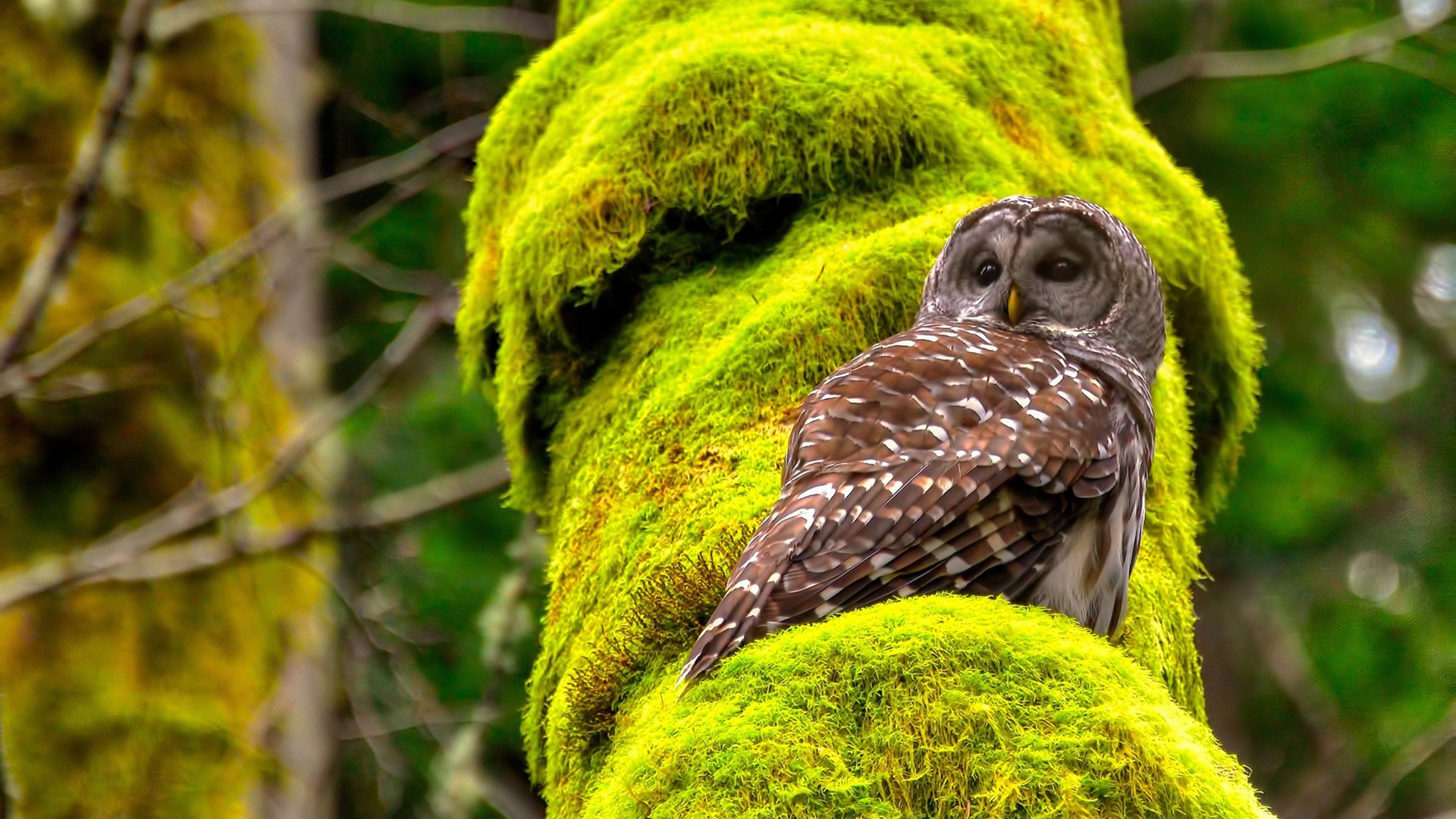 绝杀利爪,天才独舞,当团队齿轮咬住个人英雄主义的锋刃