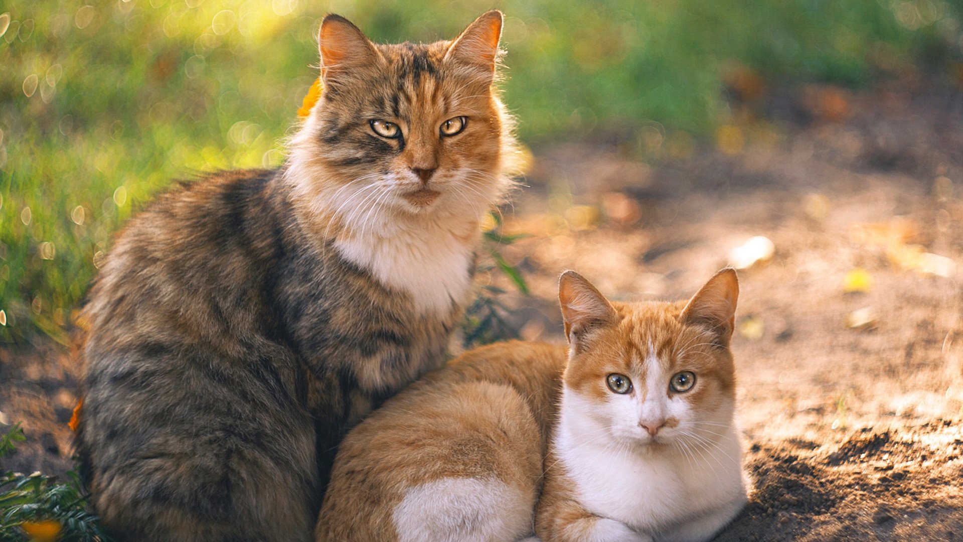 狂澜巨浪起东南，拉梅洛独舞引爆深圳，惊天逆转踏破浙江铁壁
