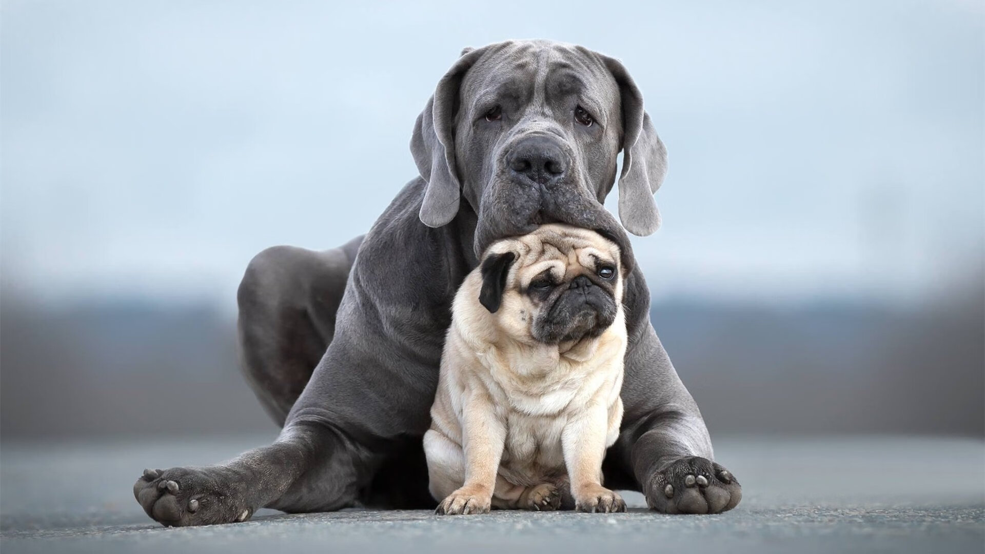 迷宫与锁，克罗地亚如何以防守的哲思困住日本，铸就奥利维耶的统治之夜