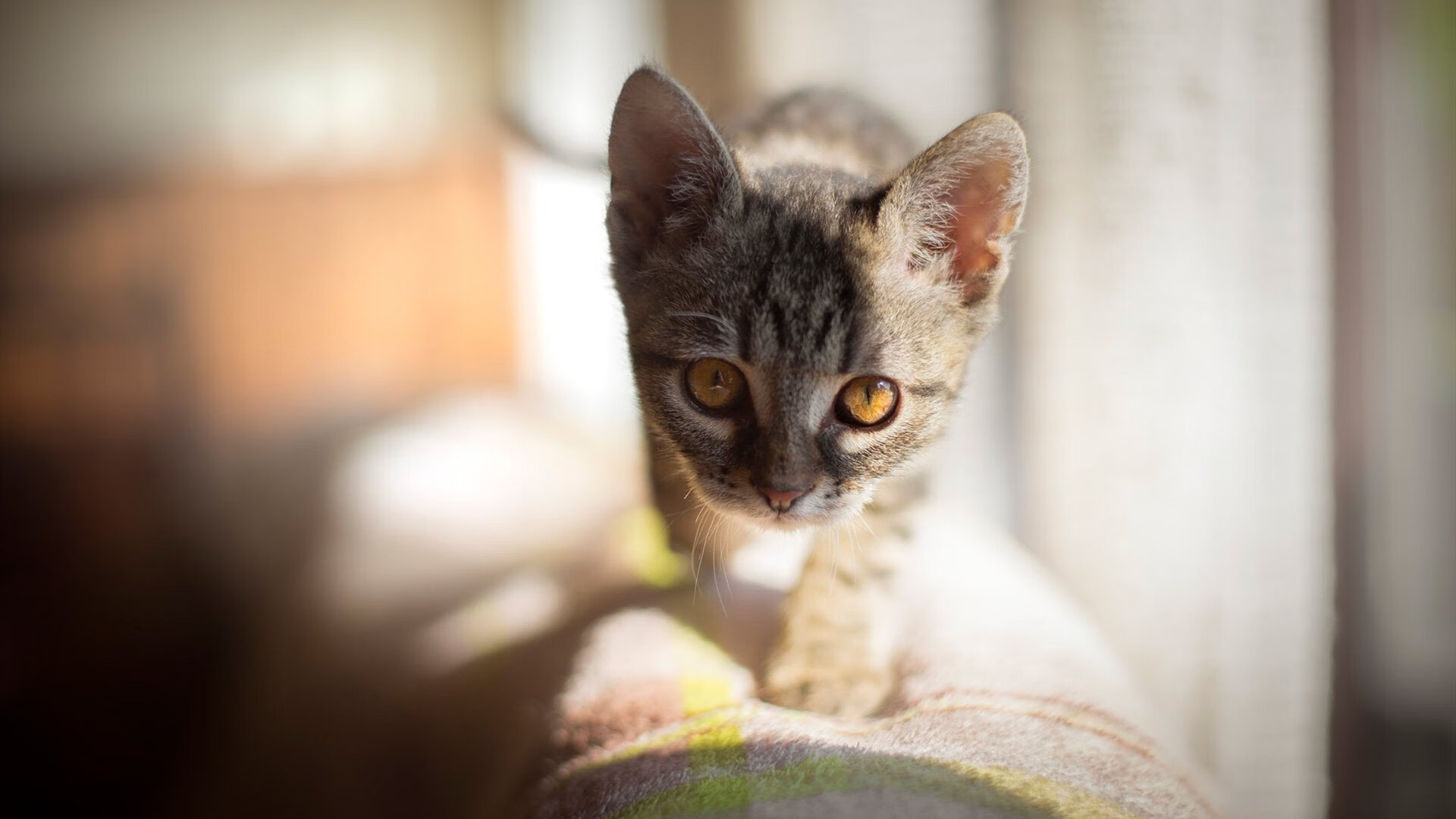 欧文里程碑之夜，NBA季后赛的传奇时刻