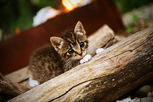 开云体育平台APP-NBA季后赛焦点战，新疆队逆袭拿下魔术，书写跨联盟传奇