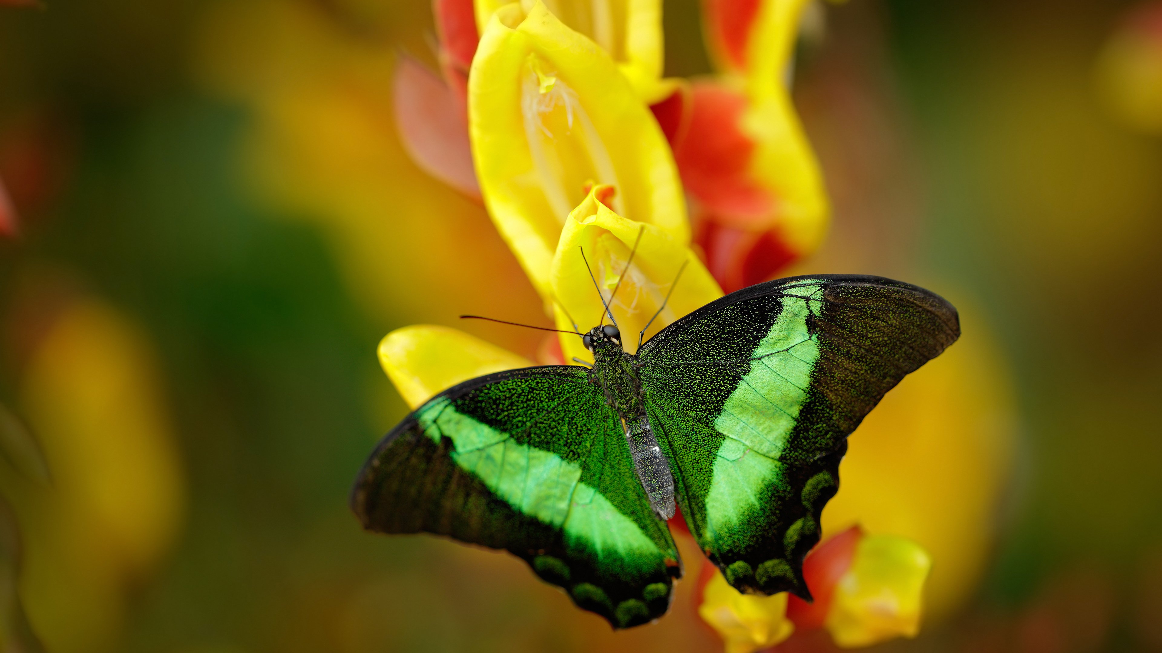 开云体育在线-广厦绝杀夜，当范乔丹在东方赛场加冕关键先生