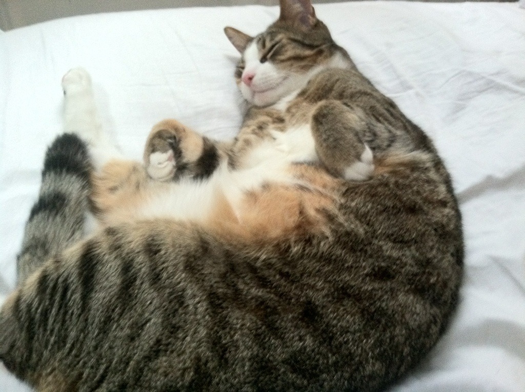 瑞士精密齿轮下的孤勇,迪亚斯如何扛起被战术压制的利物浦