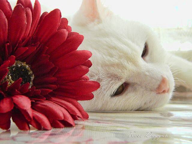 孙兴慜状态火热，阿森纳鏖战沙特—英超与亚洲足球的交汇点