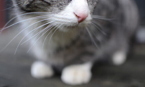 三笘薰一剑封喉展巨星本色,利物浦力克毕尔巴鄂显王者底蕴