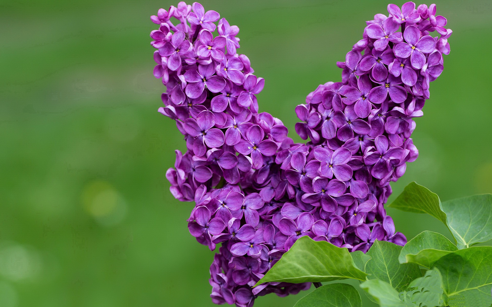 开云体育APP下载-世界排名争夺战之夜，文班亚马全场最佳无争议