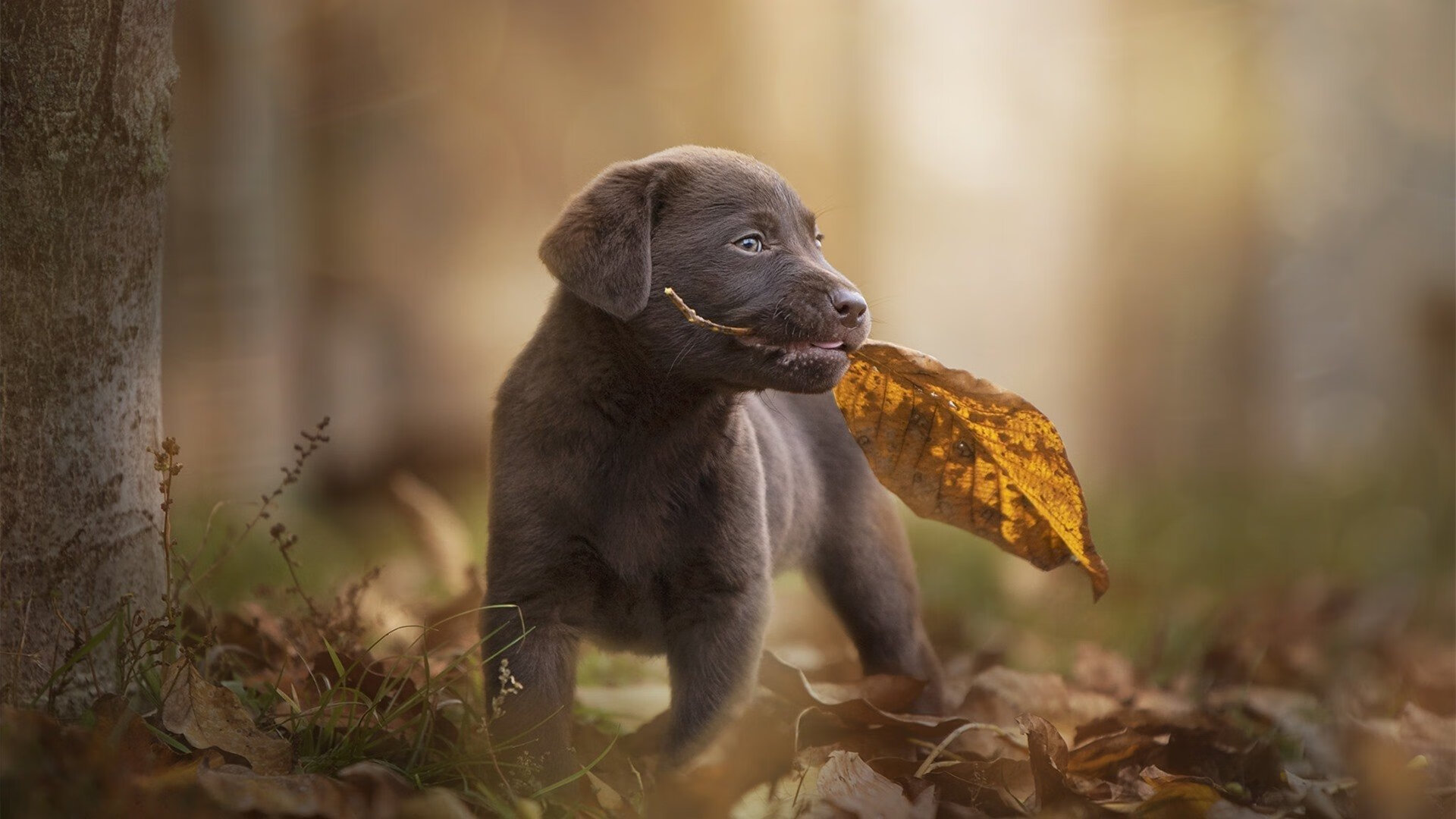 战术铁笼，凯尔特人如何用防守绞杀热火的生死战狂潮？